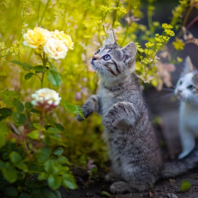 котята цветок трава кошки