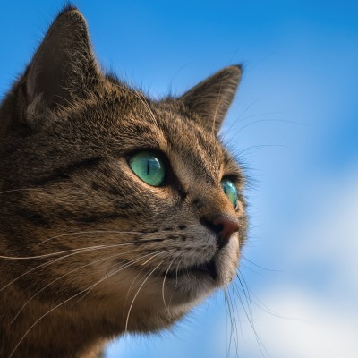 кот морда зеленые глаза