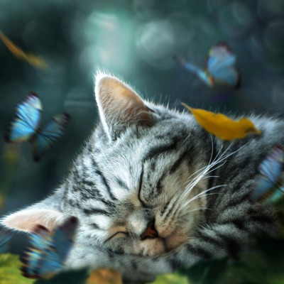 котенок бабочки мордочка спит