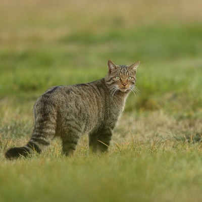 кот на лужайке травка