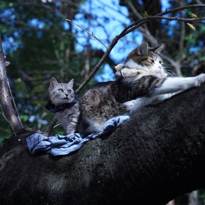 кошки дерево кот ветка