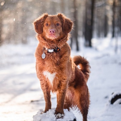 собака лес зима снег