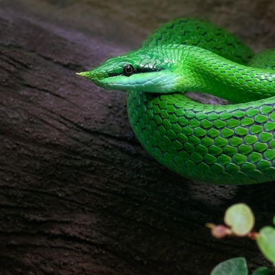 змея зеленая чешуя