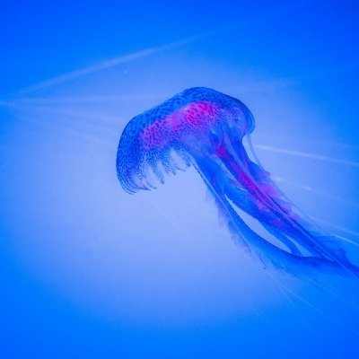 медуза глубина синий фон