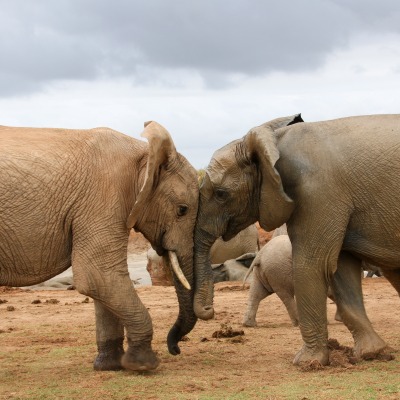 слоны саванна