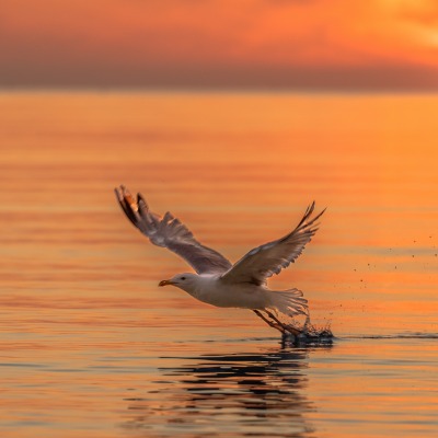 чайка на закате над морем