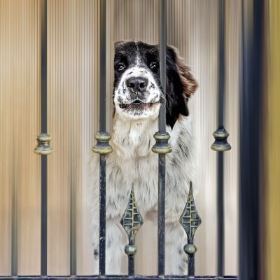 собака пес забор