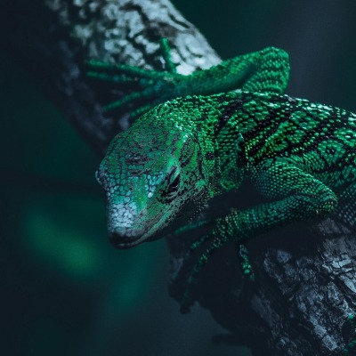 ящерица рептилия ветка зеленая