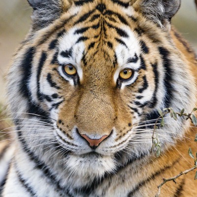 тигр хищник морда крупный план