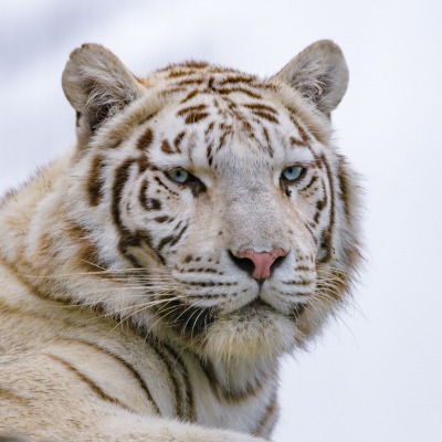 тигр белый морда хищник