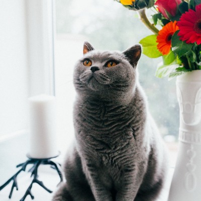 кот на окне ваза серый британец