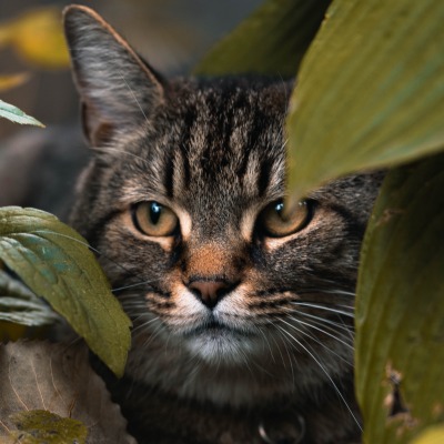 кот мордочка листья усы взгляд