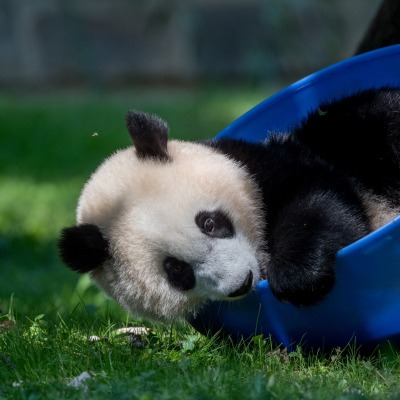 панда миска малыш