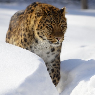 гепард снег хищник