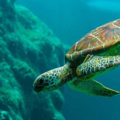 черепаха под водой морская
