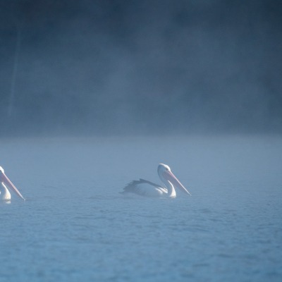 пеликаны озеро туман