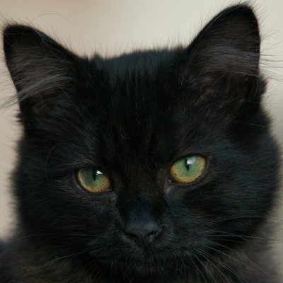 котенок черный мордочка
