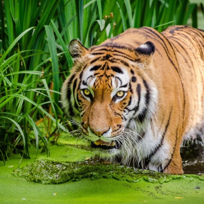 тигр болото трава хищник