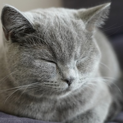 кот британский серый дымчатый