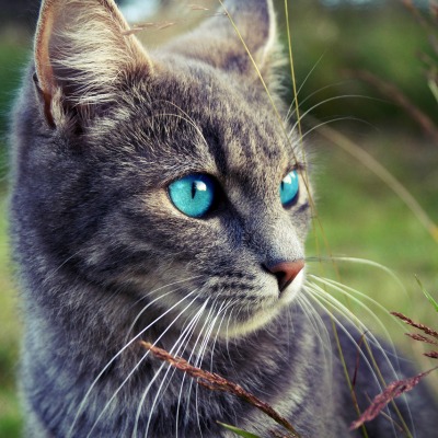 котенок глаза голубые мордочка