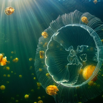 медуза морская крупный план