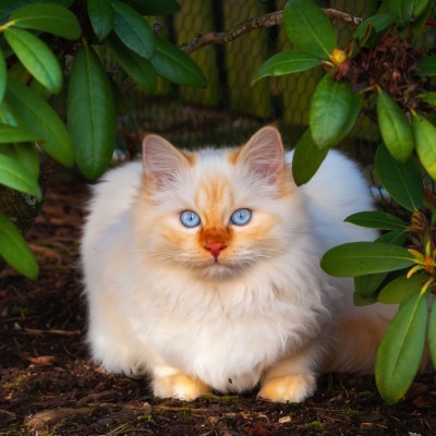 кошка пушистая голубые глаза