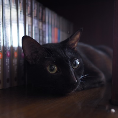 черный кот лежит книги