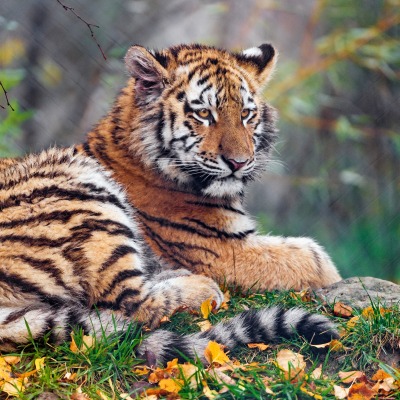 тигр в лесу осенние листья