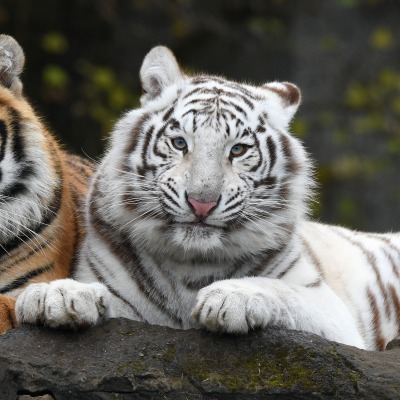 тигры белый тигр оранжевый тигр