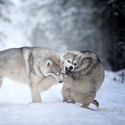 волк драка зима снег