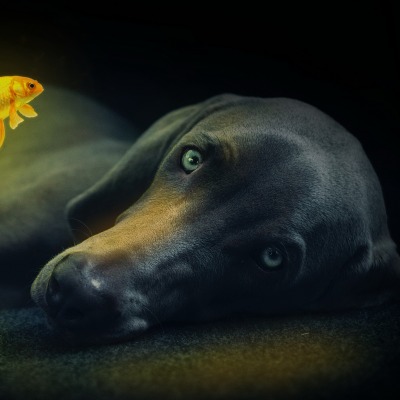собака черный пес лежит рыбка золотая