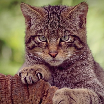 кот лесной дикий