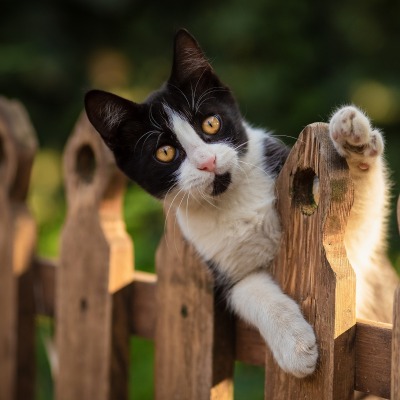 кот черно-белый на заборе