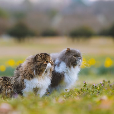 персидский кот коты на лужайке