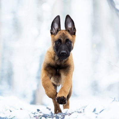 овчарка собака на снегу зима