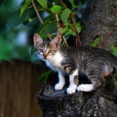 кошка на пеньке дерево забор