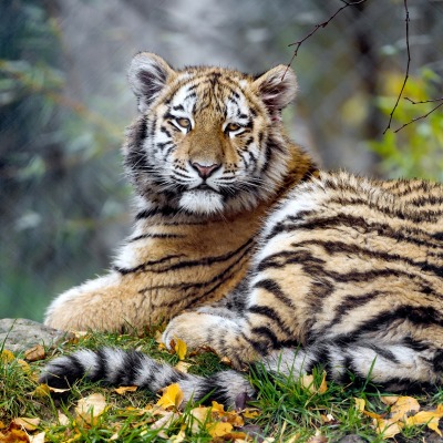 тигр лес лежит листья
