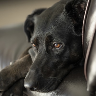 собака черная на диване взгляд