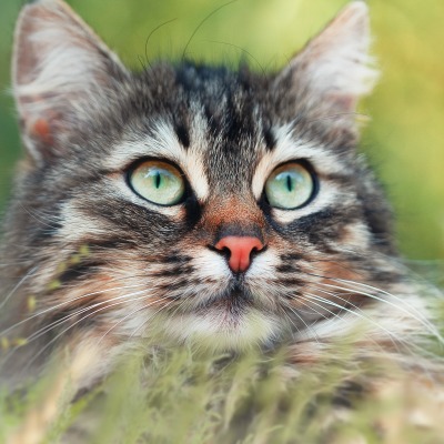 кошка зеленые глаза взгляд в траве
