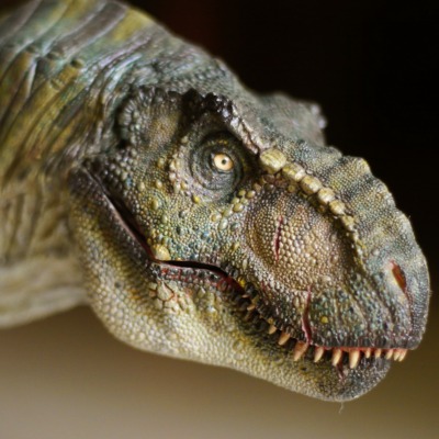 рептилия динозавр морда