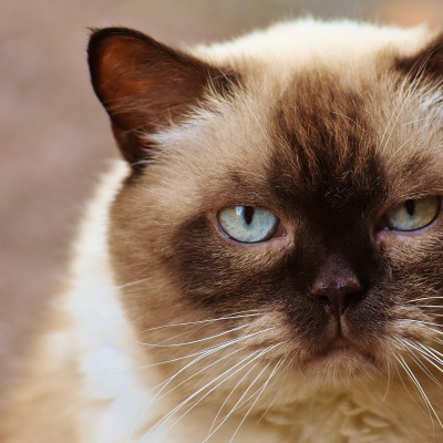 сиамский кот кошка взгляд