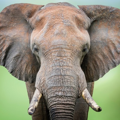 слон хобот бивни уши голова