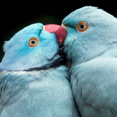попугаи птицы поцелуй