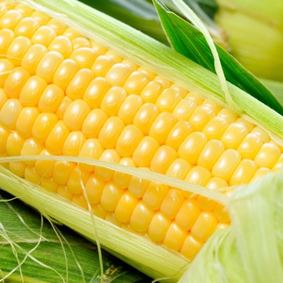 Кукуруза зерна початок Corn grain the cob