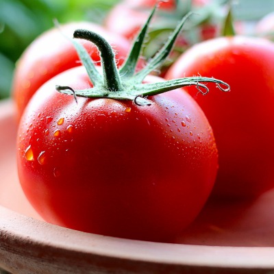 помидоры на ветке томаты