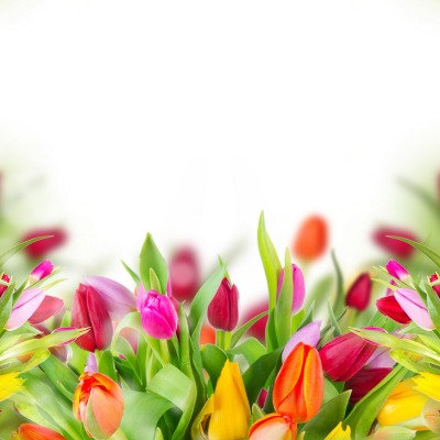 весенние тюльпаны