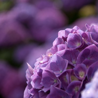 фиолетовые нежные цветочки