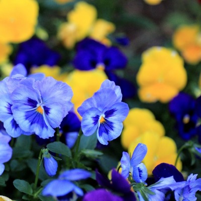 нежно-голубые цветочки