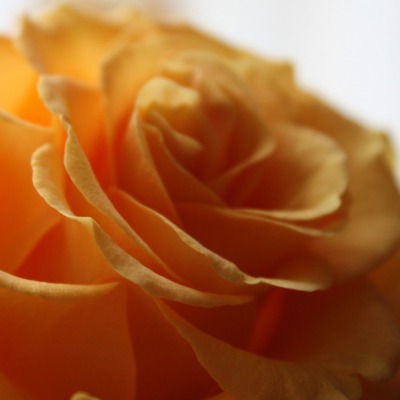нежно-желтая роза