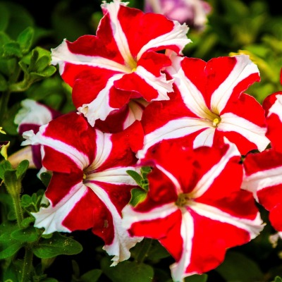 красно-белые цветы